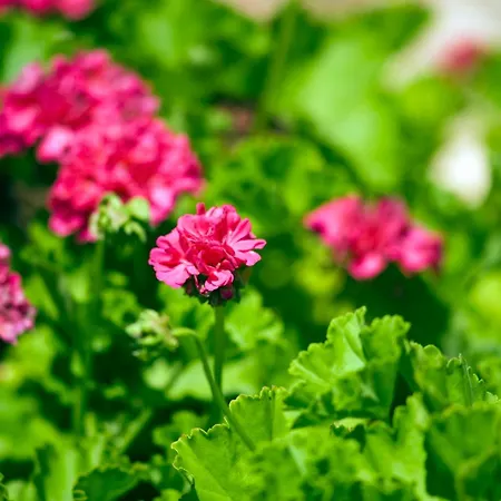 빌라 Apollo 63 파포스