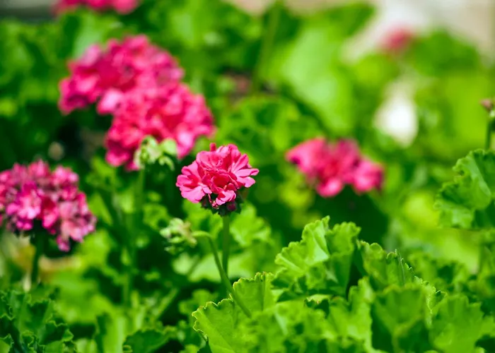 Βίλα Apollo 63 Πάφος